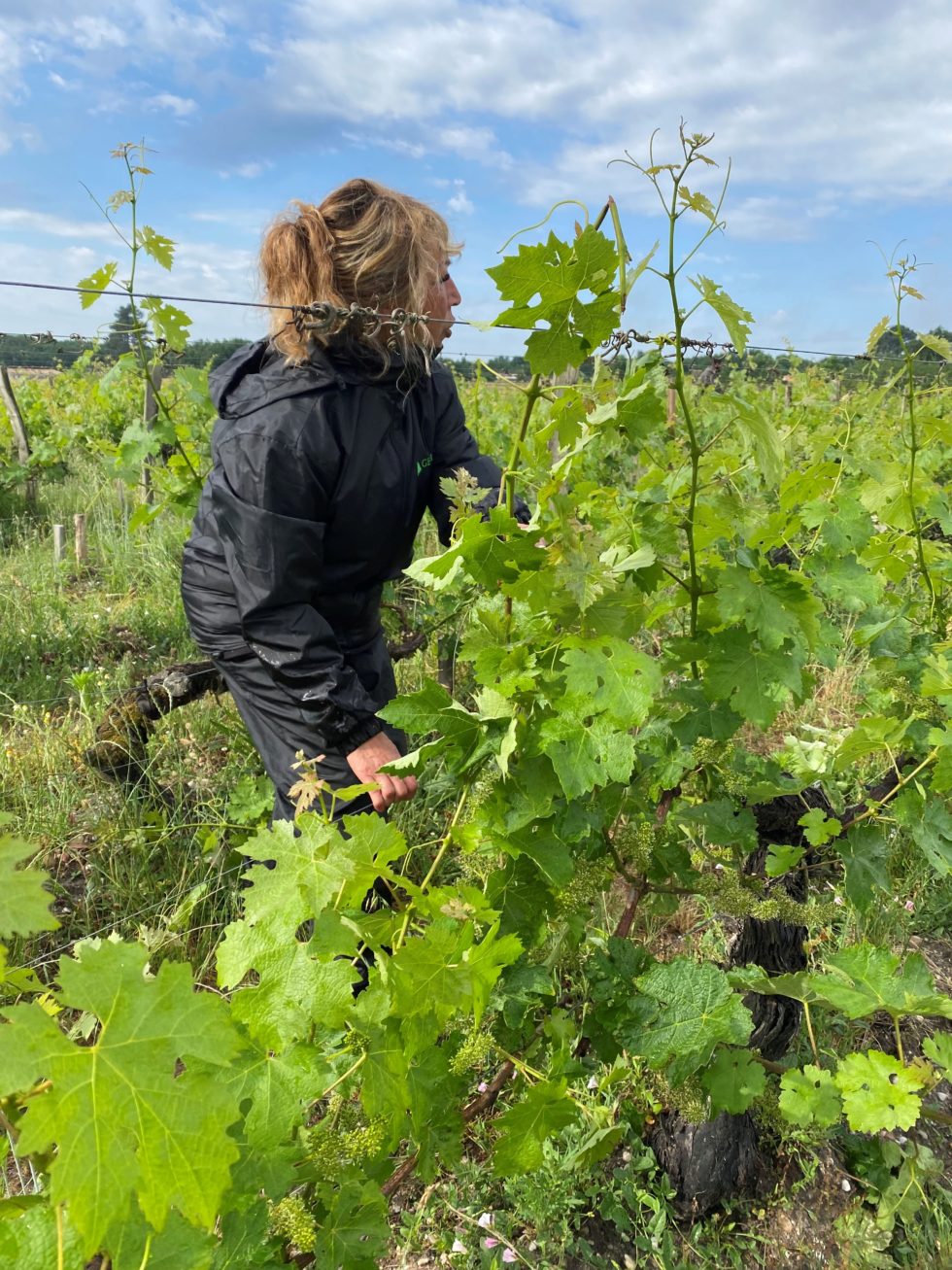 Accueil GEA Médoc - Gironde Emploi Agricole Médoc - Bienvenue